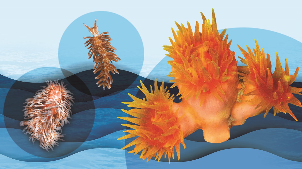 CoralSpecies_enews_v1
